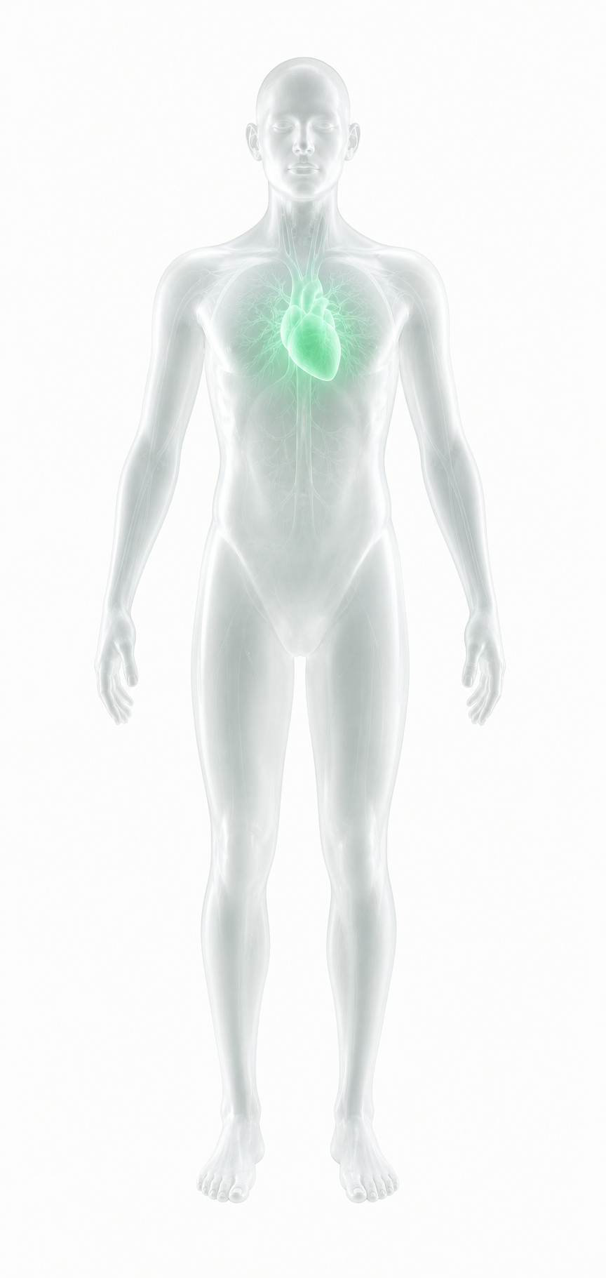 Translucent cardiovascular body visualization